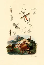 Nadelkäfer